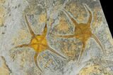 Three Ordovician Brittle Stars (Ophiura) - Morocco #118178-2